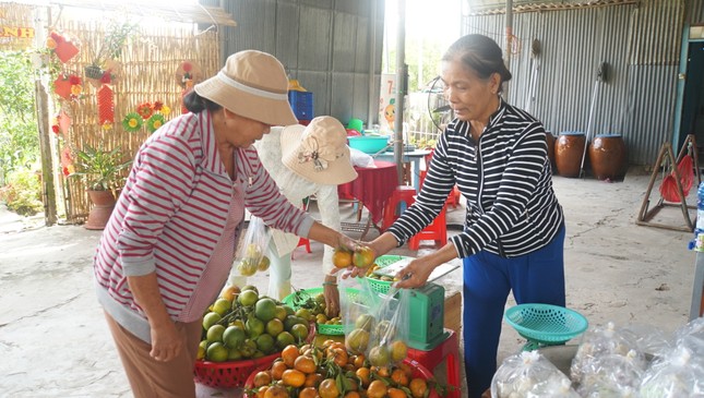 5.000 tấn quýt hồng khoe sắc vàng rực phục vụ Tết ảnh 14