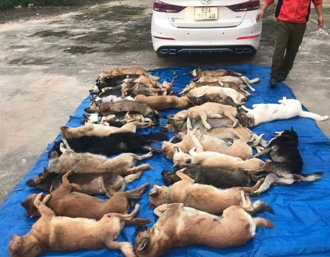 Người lái ô tô chở 38 con chó trộm trong một đêm ở Quảng Nam từng là…giám đốc công ty may ảnh 1