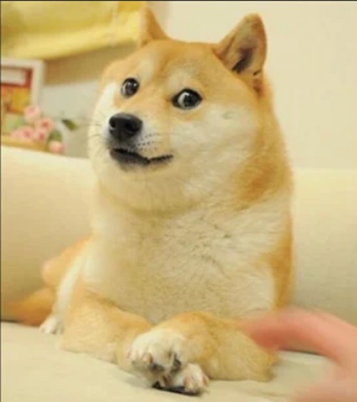 Samurai Cheems | /r/dogelore | Ironic Doge Memes | Cães fantasiados, Fotos  de animais engraçados, Fotos engraçadas para perfil