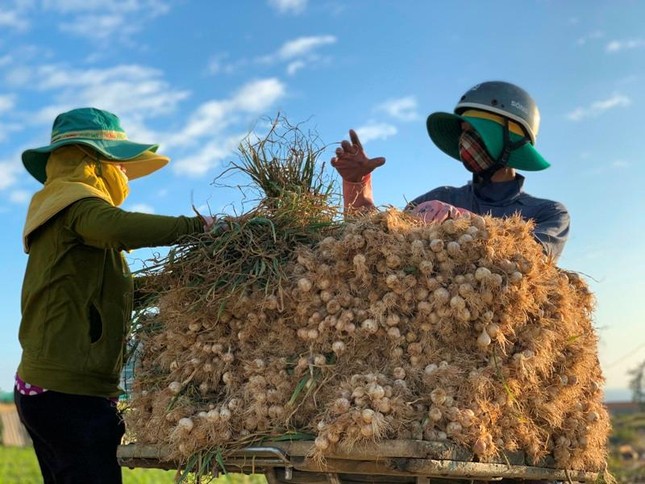 Vì sao 'Vàng trắng' Lý Sơn rớt giá thê thảm? ảnh 6