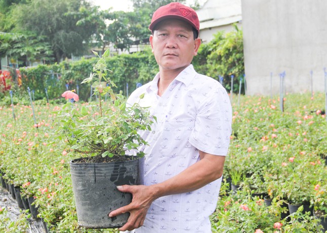 Ngắm vườn sâm quý 'tiến vua' ở Bình Định cho thu nhập hàng trăm triệu đồng ảnh 3