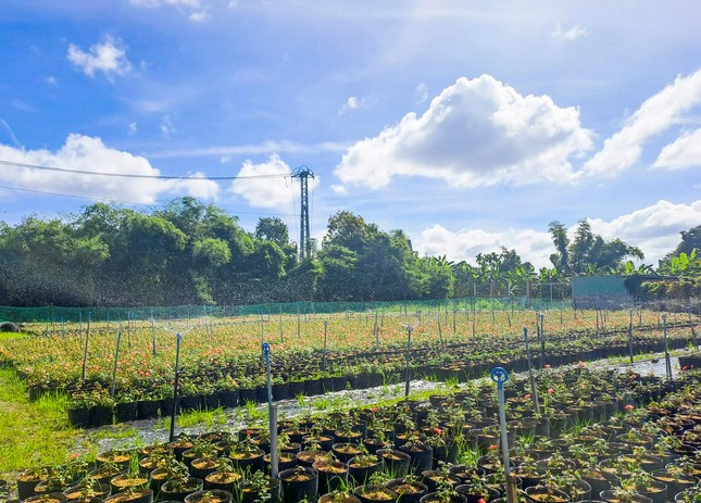 Ngắm vườn sâm quý 'tiến vua' ở Bình Định cho thu nhập hàng trăm triệu đồng ảnh 1