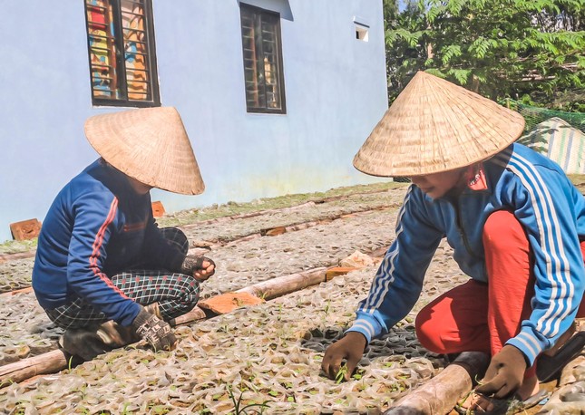 Ngắm vườn sâm quý 'tiến vua' ở Bình Định cho thu nhập hàng trăm triệu đồng ảnh 9