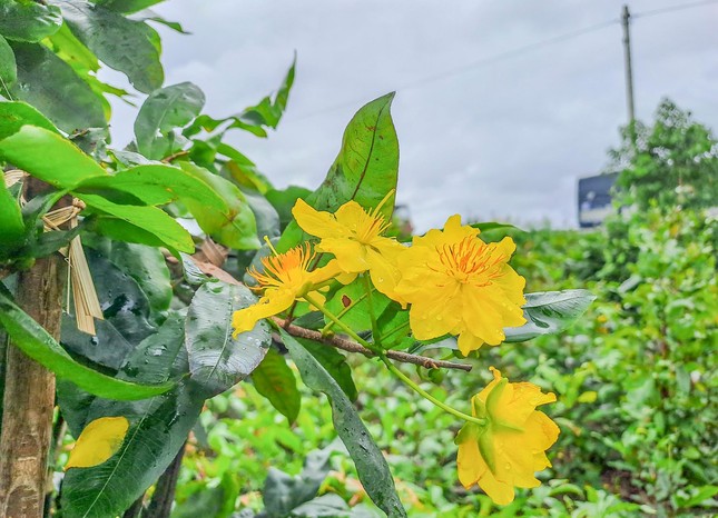  'Thủ phủ' mai vàng miền Trung thấp thỏm vì hoa nở rộ ảnh 5