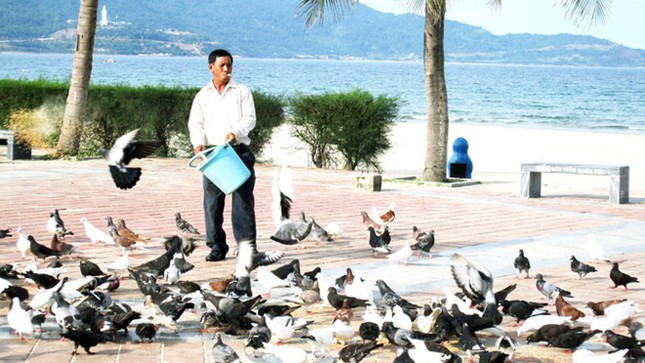 Người nuôi chim hòa bình bên bờ biển Đông ảnh 1