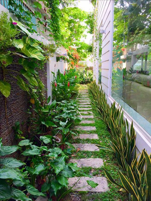 Hai vườn rau sạch của Công Vinh, Quyền Linh ảnh 2