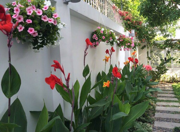 Hai vườn rau sạch của Công Vinh, Quyền Linh ảnh 3