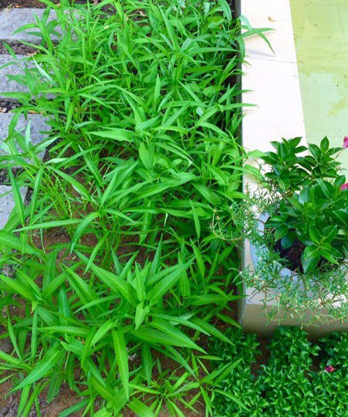 Hai vườn rau sạch của Công Vinh, Quyền Linh ảnh 7