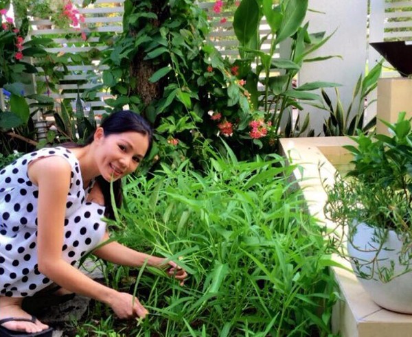 Hai vườn rau sạch của Công Vinh, Quyền Linh ảnh 8