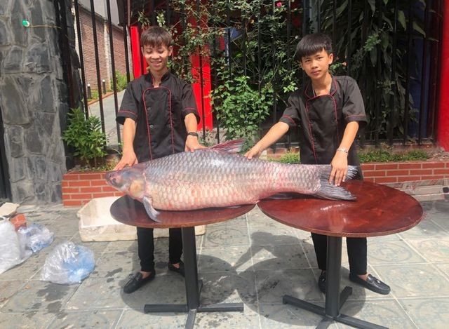 Bắt được cá trắm đen “khủng” nặng 50kg, dài 1,6m ở Yên Bái ảnh 1