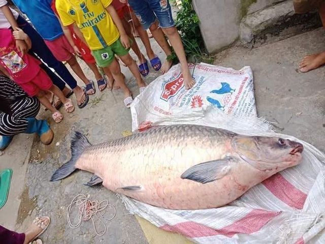 Bắt được cá trắm đen “khủng” nặng 50kg, dài 1,6m ở Yên Bái ảnh 2
