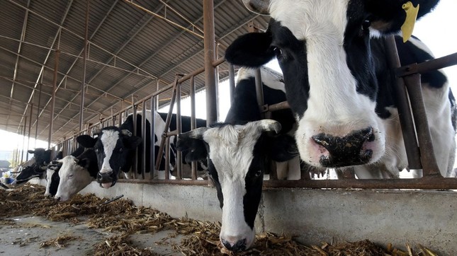 Trung Quốc nhân bản thành công 3 con bò siêu sữa ảnh 1