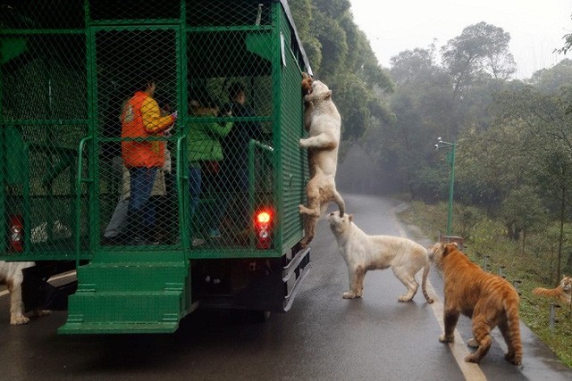 Terrified of tourists being surrounded by lions and tigers Photo 1