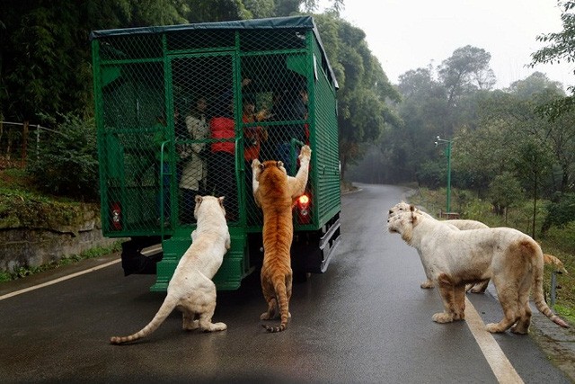 Terrified of tourists being surrounded by lions and tigers Photo 2