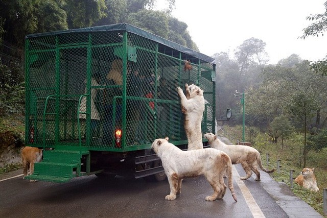 Terrified scene of tourists surrounded by lions and tigers Photo 3