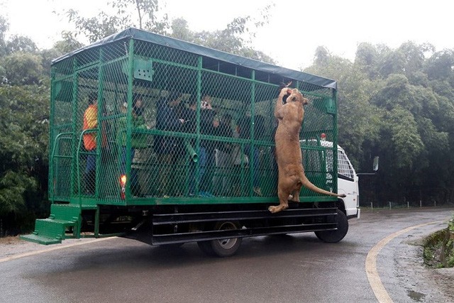 Terrified scene of tourists surrounded by lions and tigers Photo 4