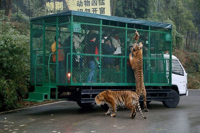 Terrified of tourists being surrounded by lions and tigers Photo 5