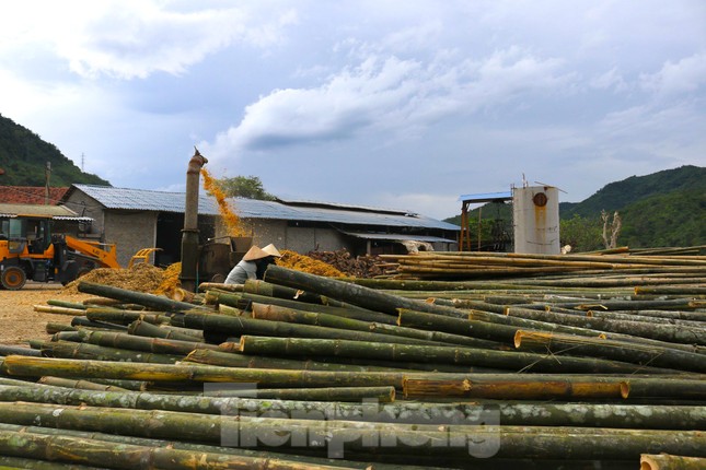 Loài cây trồng 1 lần thu hoạch cả đời, giúp người dân miền núi thoát nghèo ảnh 4