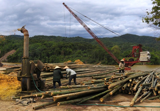 Loài cây trồng 1 lần thu hoạch cả đời, giúp người dân miền núi thoát nghèo ảnh 5