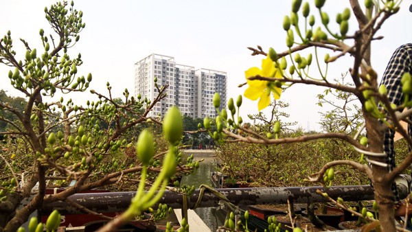 Độc đáo những chiếc thuyền hoa ở xóm vạn chài ngày cận tết ảnh 11