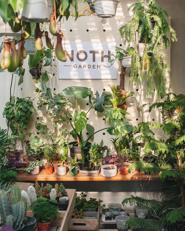 NOTH Garden - những người gieo mầm xanh trong lòng đô thị ảnh 6