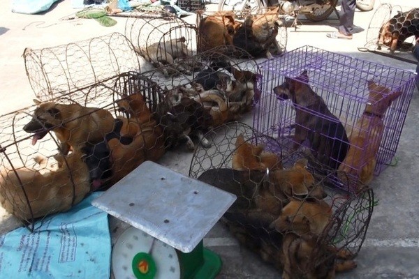 Chiếc hầm bí mật trong đường dây trộm hơn 100 tấn chó ở Thanh Hóa ảnh 1