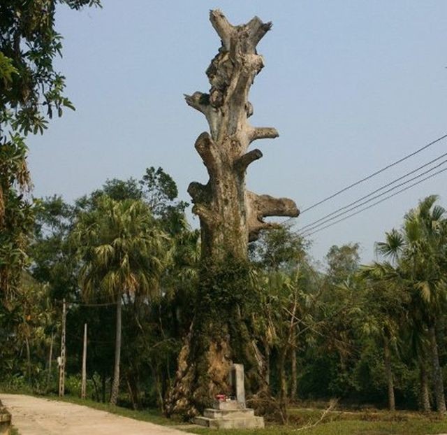 Nhiều Cây Di sản bất ngờ chết sau khi được vinh danh ảnh 2