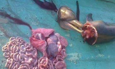 Ngư dân trẻ sát hại cá heo có thể bị phạt đến 100 triệu đồng ảnh 1