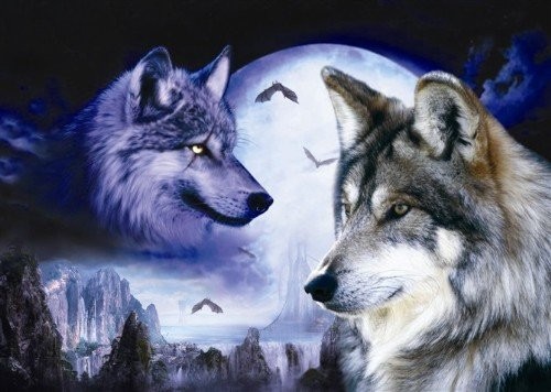 1001 questions: Why do wolves - jungle killers howl at night?  photo 1
