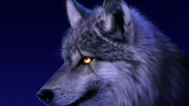 1001 questions: Why do wolves - jungle killers howl at night?  photo 2