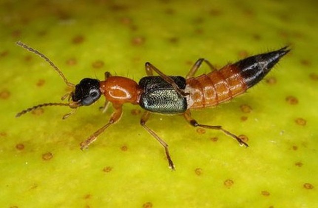 1001 thắc mắc: Loài kiến nào có nọc độc gấp 12 lần nọc rắn hổ mang? ảnh 2