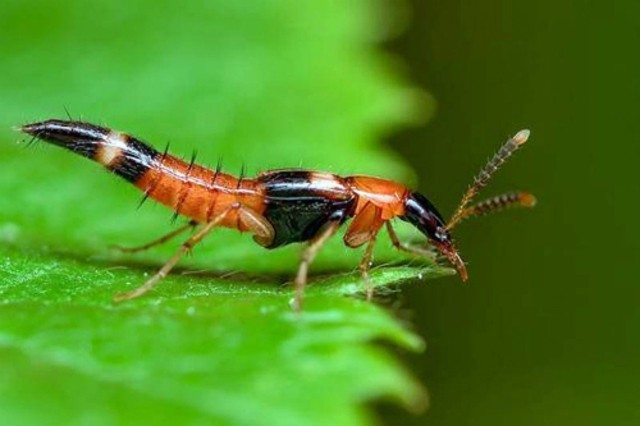 1001 thắc mắc: Loài kiến nào có nọc độc gấp 12 lần nọc rắn hổ mang? ảnh 3