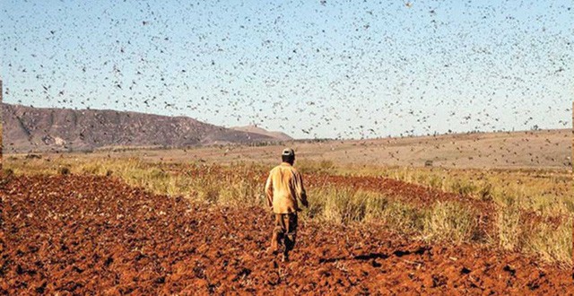 1001 thắc mắc: Máu của loài sinh vật đáng sợ trên thế giới có màu gì? ảnh 4