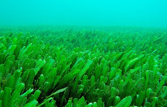 1001 thắc mắc: Loại cây nào chứa ‘nọc độc nhện’ gây đau rát vô cùng? ảnh 2