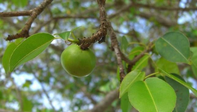 1001 thắc mắc: Loại cây nào chứa ‘nọc độc nhện’ gây đau rát vô cùng? ảnh 1