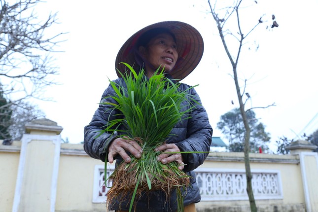 Phiên chợ bán lúa non hiếm có chỉ họp ít ngày rồi tự tan ảnh 5