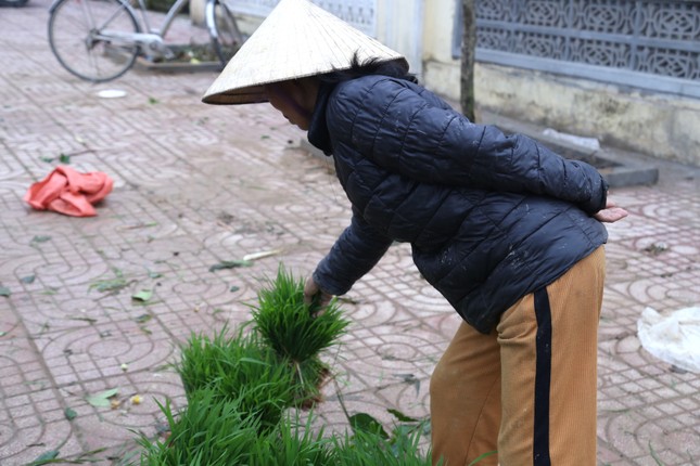 Phiên chợ bán lúa non hiếm có chỉ họp ít ngày rồi tự tan ảnh 6