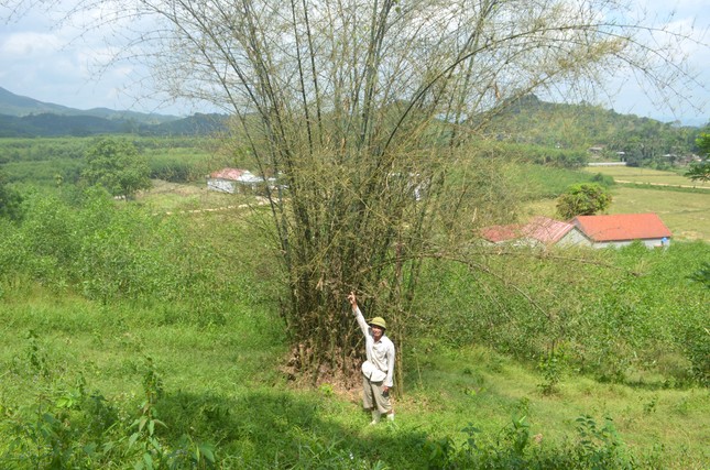 Châu chấu hoành hành ở Nghệ An ảnh 2