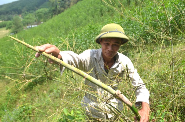 Châu chấu hoành hành ở Nghệ An ảnh 4