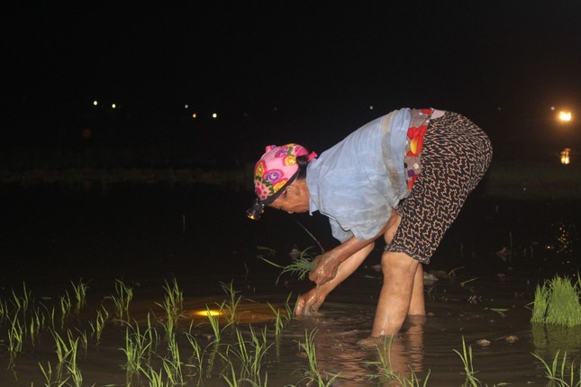 Nông dân đội đèn làm đất, cấy lúa đêm tránh nắng nóng ảnh 3