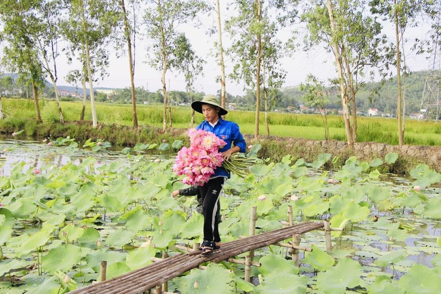 Chàng trai 9x bỏ phố về quê trồng sen, đếm hoa thu tiền ảnh 1