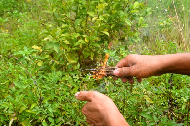 Tuyệt chiêu săn ong vàng kiếm tiền triệu mỗi ngày ảnh 4