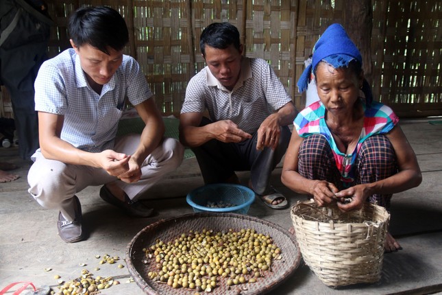 Mùa hái bo bo ở vùng cao Nghệ An ảnh 3