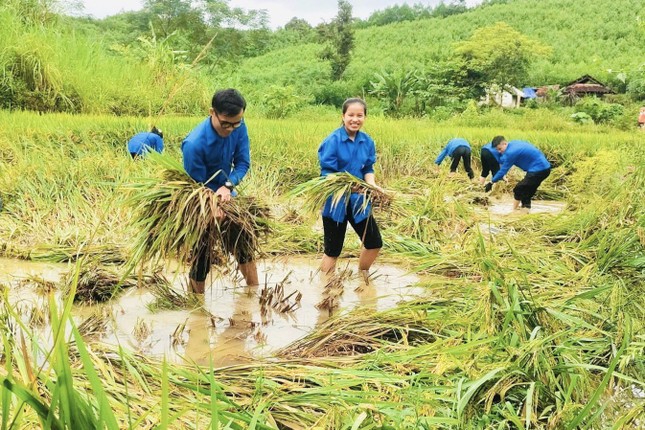 Lúa đổ rạp sau mưa lớn, thanh niên xuống đồng giúp người dân thu hoạch ảnh 8