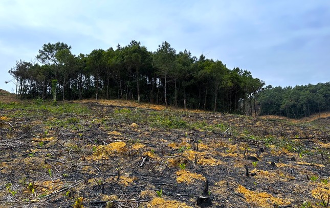 Xót xa rừng thông hàng chục năm tuổi bị chặt phá... để trồng keo ảnh 7