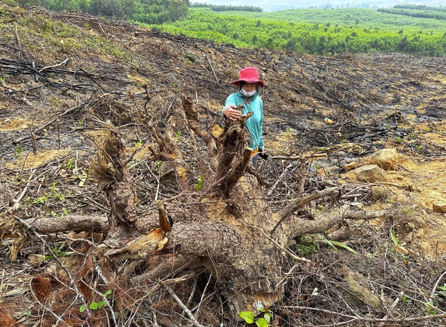 Xót xa rừng thông hàng chục năm tuổi bị chặt phá... để trồng keo ảnh 10