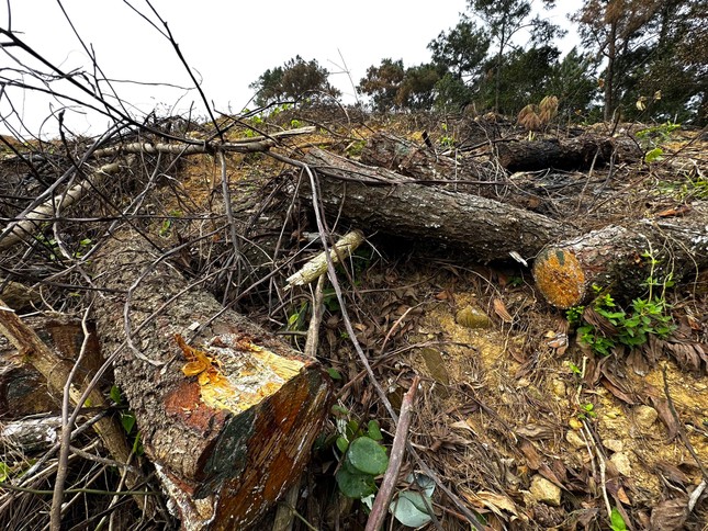 Xót xa rừng thông hàng chục năm tuổi bị chặt phá... để trồng keo ảnh 2