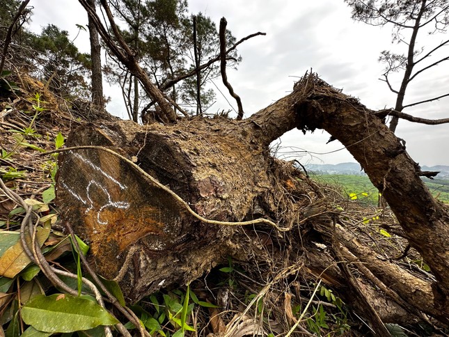 Xót xa rừng thông hàng chục năm tuổi bị chặt phá... để trồng keo ảnh 3