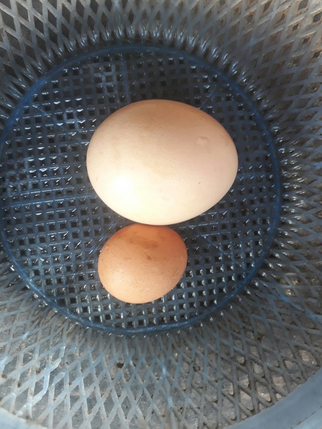 Kỳ lạ gà trống đẻ trứng nhỏ chỉ bằng đồng xu - Ảnh 1.