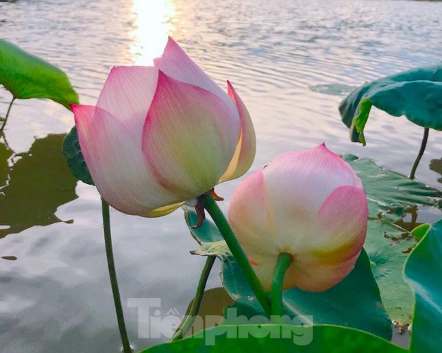 Đoàn viên thanh niên làm điểm check in đẹp như mơ bên đầm sen thơ mộng ảnh 8